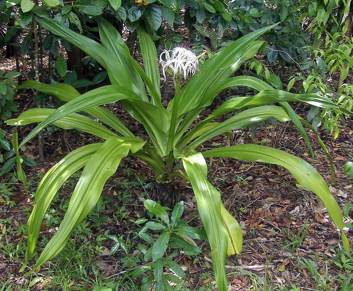 Crinum Species, River Lily