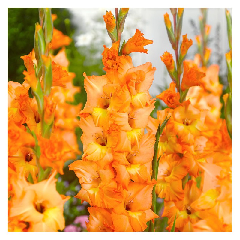 Crocosmia Olympic Fire