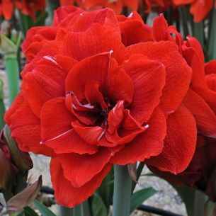 Amaryllis Cherry Nymph