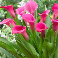 Zantedeschia, Calla Lily Pink Giant