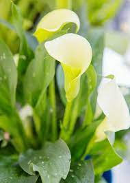 Zantedeschia, Calla Lily Mint Julep