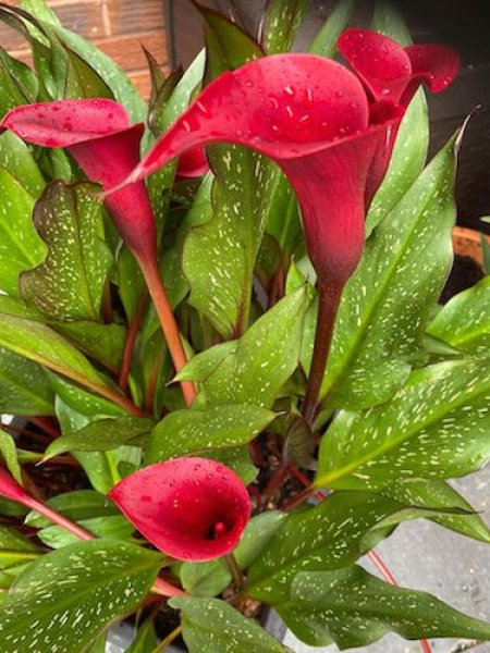 Zantedeschia, Calla Lily Majestic Red