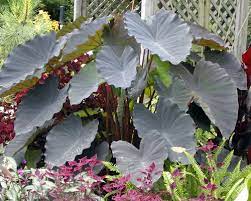 Colocasia, Elephant Ear, Taro Black Ruffles