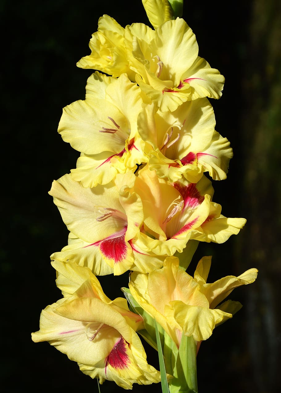 Gladiolus Veronica