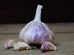 Allium, Softneck Garlic, Heirloom Garlic Chets Italian Red
