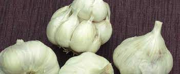 Allium, Softneck Garlic Red Toch