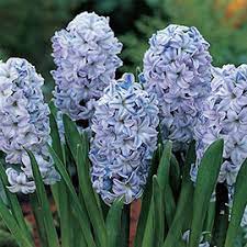 Hyacinthus, Dutch Hyacinth Blue Ice