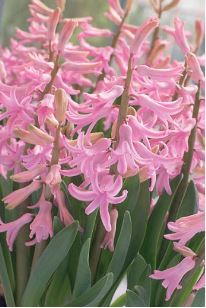 Hyacinthus, Dutch Hyacinth Pink Festival