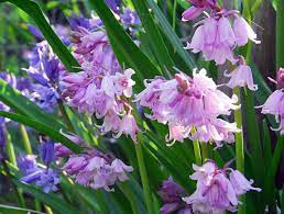 Spanish Bluebell, Wood Hyacinth Dainty Maid