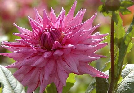 Semi-Cactus Dahlia American Dream