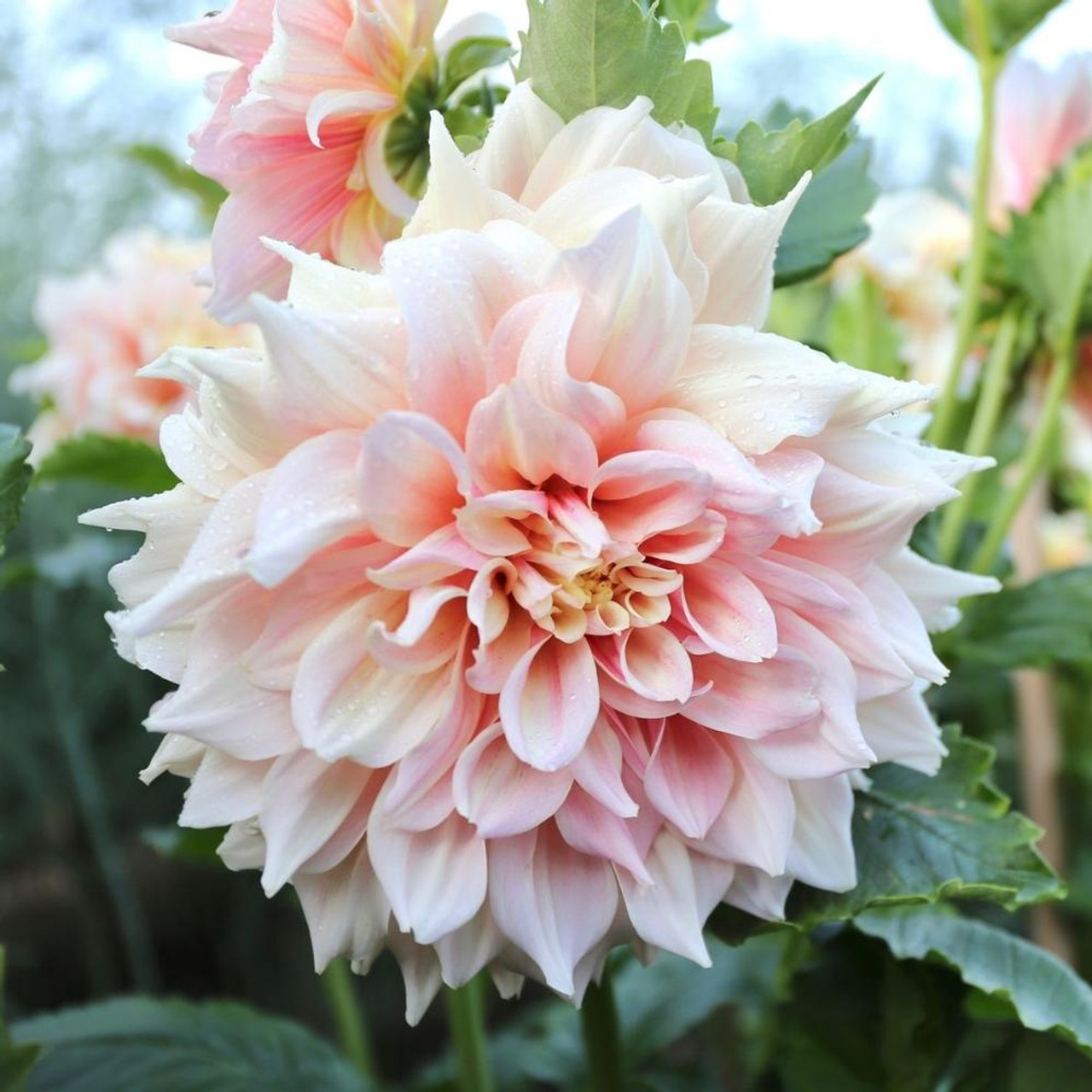 Decorative Dahlia, Dinner Plate Dahlia Breakout