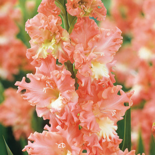 Gladiolus Coral Lace