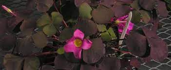 Oxalis, Purple Leaved Oxalis, Wood Sorrel Garnet