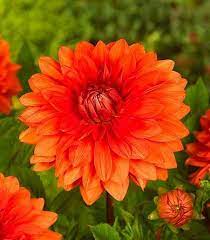 Decorative Dahlia Mrs. Eileen