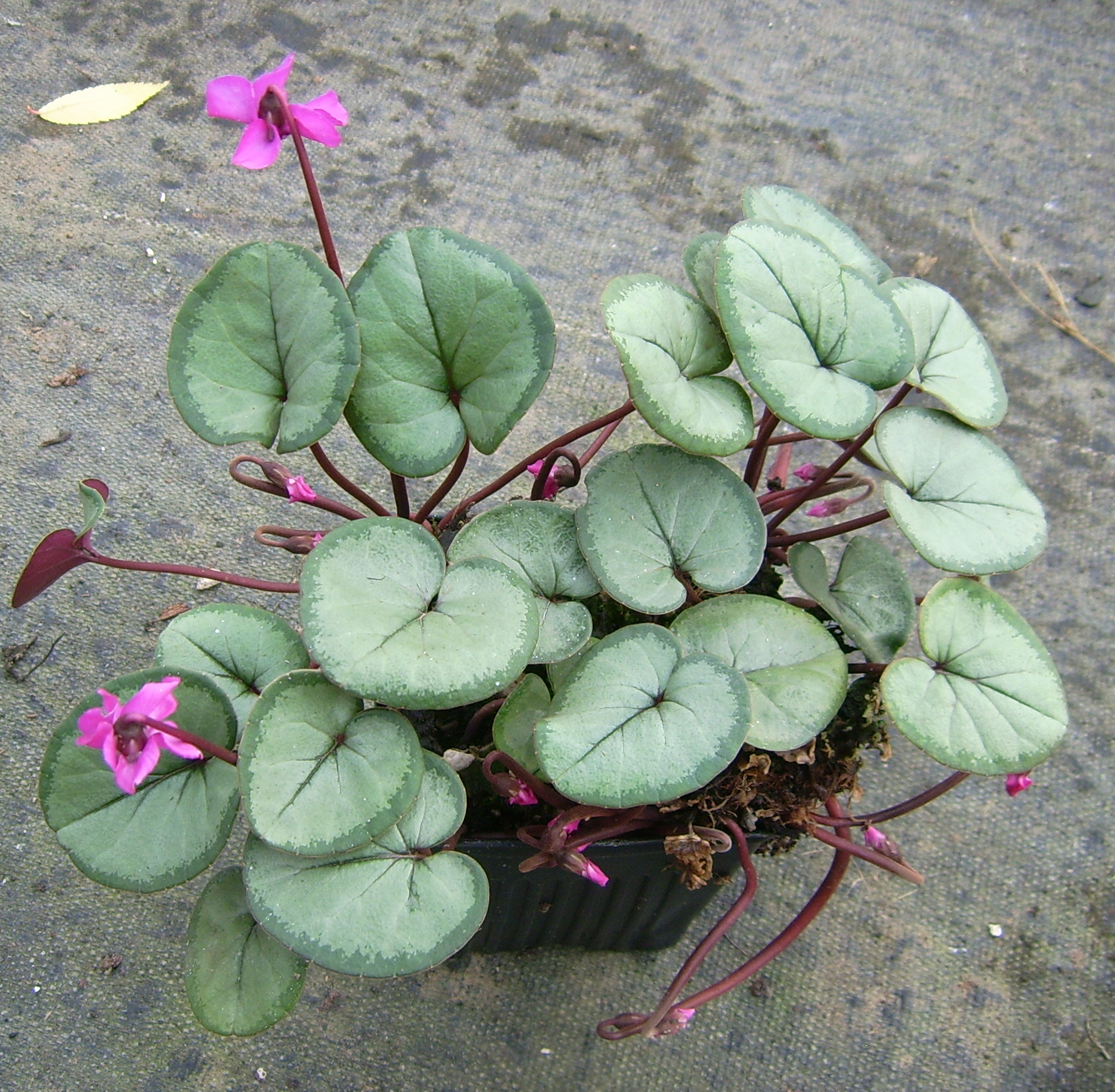 Cyclamen, Hardy Cyclamen Pewter Group