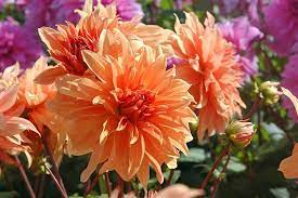 Informal Decorative Dahlia Babylon Bronze