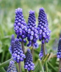Muscari, Grape Hyacinth 'Big Blue'