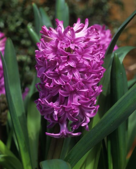 Hyacinthus, Dutch Hyacinth Amethyst