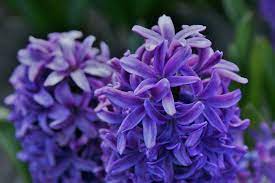 Hyacinthus, Dutch Hyacinth Queen of the Violets