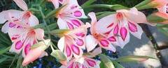 Hardy Gladiolus, Dwarf Gladiolus, Gladiola 'Impressive'