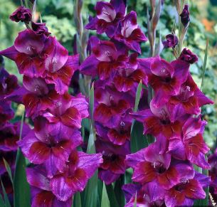 Gladiolus Alfalfa