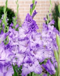 Gladiolus Cote DAzure