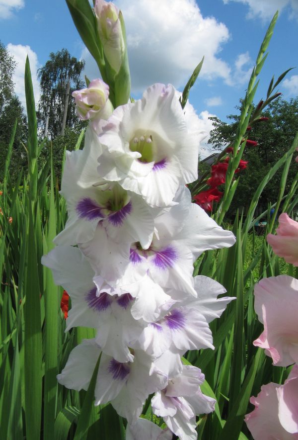 Gladiolus Homecoming