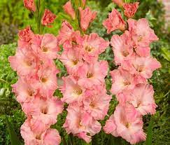 Gladiolus Tout a Toi