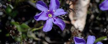 Aristea Species, African Capeblue