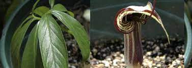 Arisaema Species, Cobra Lily, Kyushu Japanese Jack-in-the-Pulpit