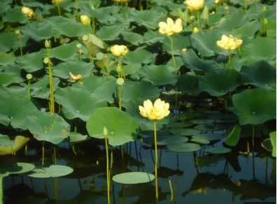 Nuphar Species, Common Spatterdock, Erect Spatterdock, Yellow Pond-Lily