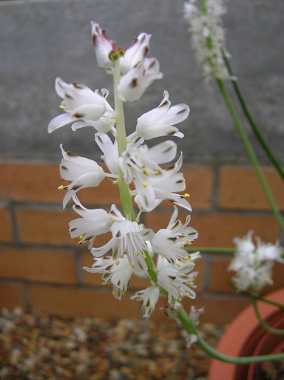 Lachenalia Species