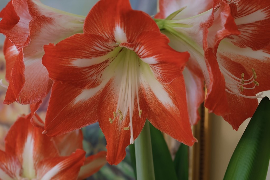 Amaryllis Lydia