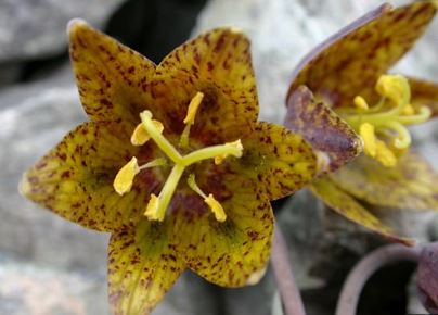 Fritillaria, Siskiyou Fritillary, Siskiyou Missionbells Goldilocks
