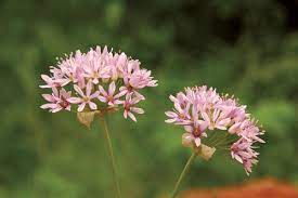Allium Species, Meadow Garlic