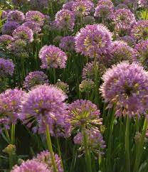 Allium Species, Ornamental Onion, Plains Onion