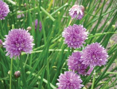 Allium Species, Sperrys Onion