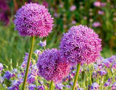 Allium Species, Ornamental Onion, Runyons Onion