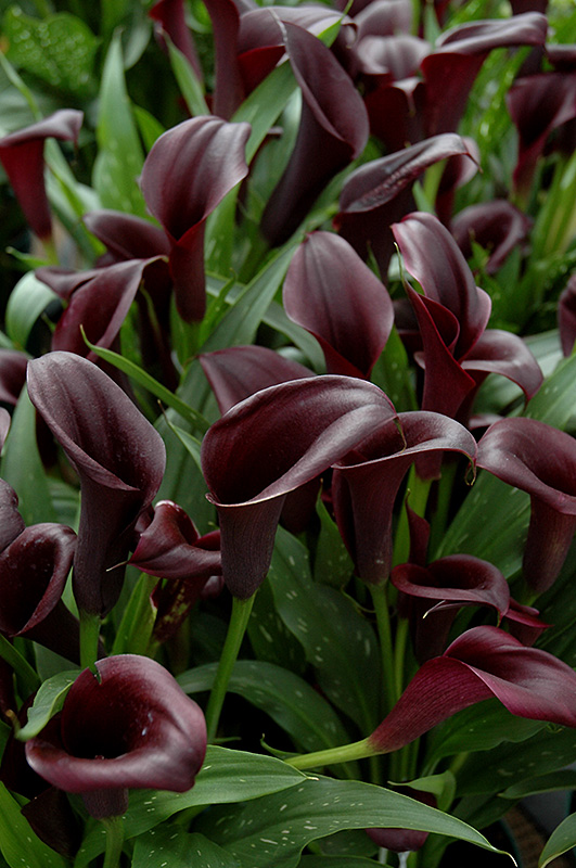 Zantedeschia, Calla Lily Black Star