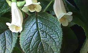 Sinningia Species, Brazilian Foxglove
