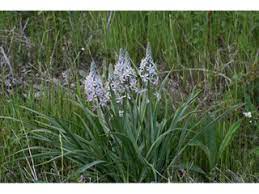 Camassia Species, Prairie Camas