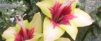 Gladiolus Hybrid, Gladiola Stella