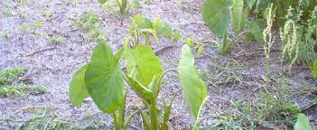 Colocasia, Elephant Ear, Chinese Taro Bun Long