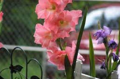 Gladiolus Coral Seas