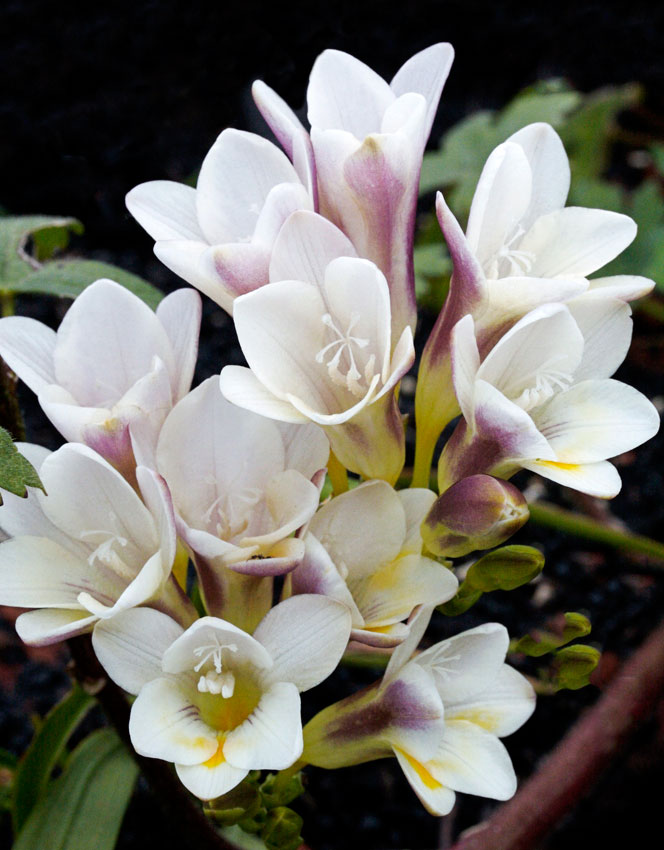 Freesia Alba