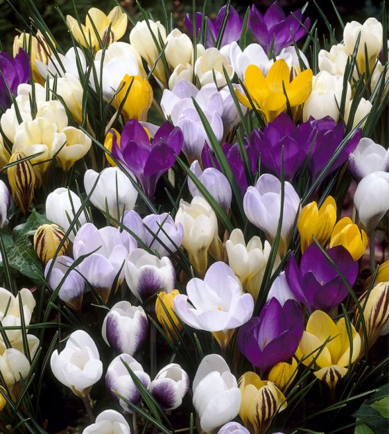 Species Crocus, Snow Crocus
