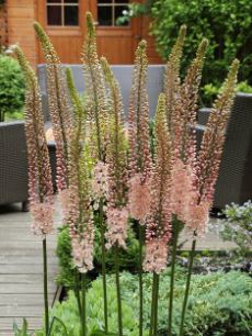 Eremurus, Foxtail Lily Romance