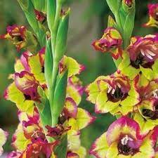 Gladiolus Flevo Kosmic
