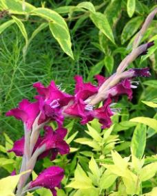 Gladiolus Flevo Party