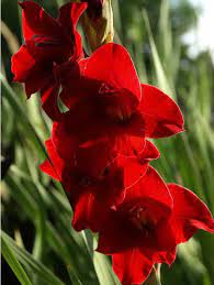 Gladiolus Flevo Junior